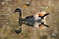 Egyptian Goose (Alopochen aegyptiacus) - Ouette d'Egypte, Afrique du sud (saf-bir-0209)