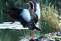 Egyptian Goose (Alopochen aegyptiacus) - Ouette d'Egypte, Afrique du Sud (saf-bir-0216)