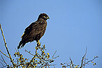 Brown Snake Eagle (Circaetus cinereus) - Circaète brun, Afrique du sud (SAF-BIR-0026)