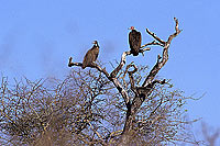 Hooded Vulture (Necrosyrtes monachus) - Vautour charognard, Af. du sud (SAF-BIR-0027)