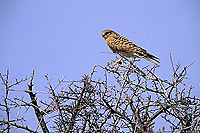 Greater Kestrel (Falco rupicoloides) - Crécerelle aux yeux blancs, Namibie (SAF-BIR-0078)