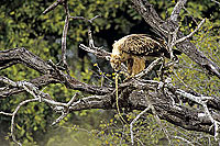 Tawny Eagle (Aquila rapax) with prey - Aigle ravisseur, proie, Af. du sud (SAF-BIR-0083)