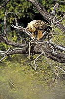 Tawny Eagle (Aquila rapax) with prey - Aigle ravisseur, proie, Afrique du Sud (SAF-BIR-0140)