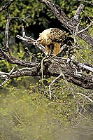 Tawny Eagle (Aquila rapax) with prey - Aigle ravisseur, proie, Afrique du Sud (SAF-BIR-0140)