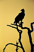 Martial Eagle (Polemaetus bellicosus) - Aigle martial, Botswana (SAF-BIR-0141)