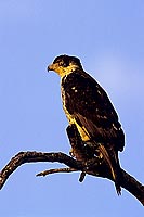 African Hawk Eagle (Hieraaetus spilogaster), South Africa - Aigle fascié (SAF-BIR-0142)