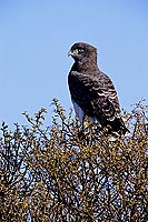 Blackbreasted Snake Eagle (Circaetus pectoralis) - Circaète à poitrine noire, Afrique du sud (SAF-BIR-0143)