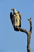Whitebacked Vulture (Gyps africanus) - Vautour africain, Afrique du sud (SAF-BIR-0144)