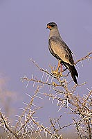 Pale chanting Goshawk (Melierax canorus) - Autour chanteur, Namibie (SAF-BIR-0145)