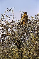 Tawny Eagle (Aquila rapax) - Aigle ravisseur, Afrique du Sud (SAF-BIR-0164)