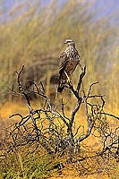 Pale chanting Goshawk (juvenile) (Melierax canorus) - Autour chanteur, Afrique du sud (SAF-BIR-0166)