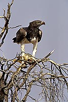 Martial Eagle (Polemaetus bellicosus) with prey - Aigle martial, avec proie, AF. du sud (SAF-BIR-0168)