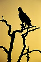 Martial Eagle (Polemaetus bellicosus) - Aigle martial, Botswana (SAF-BIR-0185)