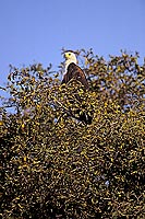 African Fish eagle (Haliaeetus vocifer) - Pygargue vocifère, Botswana (SAF-BIR-0187)