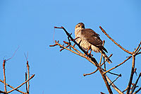 Little Sparrowhawk (Accipiter minulus) - Epervier minule, Afrique du sud (saf-bir-0211)