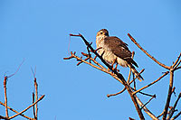 Little Sparrowhawk (Accipiter minulus) - Epervier minule, Afrique du sud (saf-bir-0211) Little Sparrowhawk (Accipiter minulus) - Epervier minule, Afrique du sud (saf-bir-0211)
