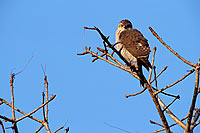 Little Sparrowhawk (Accipiter minulus) - Epervier minule, Afrique du Sud (saf-bir-0212)