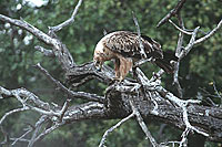 Tawny Eagle (Aquila rapax) with prey - Aigle ravisseur, proie, Afrique du Sud (saf-bir-0283)