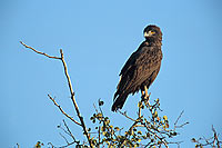 Brown Snake Eagle (Circaetus cinereus) - Circaète brun, Afrique du Sud (saf-bir-0289)