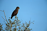 Brown Snake Eagle (Circaetus cinereus) - Circaète brun, Afrique du Sud (saf-bir-0290)