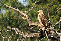 Tawny Eagle (Aquila rapax) - Aigle ravisseur, Afrique du Sud (saf-bir-0408)