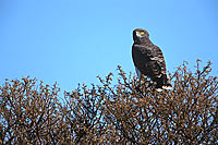Blackbreasted Snake Eagle (Circaetus pectoralis) - Circaète à poitrine noire (saf-bir-0415)
