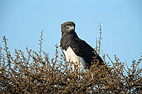 Blackbreasted Snake Eagle (Circaetus pectoralis) - Circaète à poitrine noire, Af. du sud (saf-bir-0466)