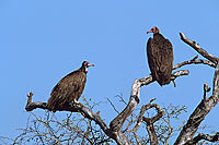 Hooded Vulture (Necrosyrtes monachus) - Vautours charognards, Afrique du sud (saf-bir-0467)