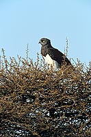 Blackbreasted Snake Eagle (Circaetus pectoralis) - Circaète à poitrine noire, Af. du sud (saf-bir-0472)