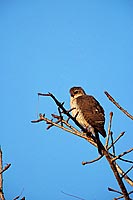 Little Sparrowhawk (Accipiter minulus) - Epervier minule, Afrique du Sud (saf-bir-0473) Little Sparrowhawk (Accipiter minulus) - Epervier minule, Afrique du Sud (saf-bir-0473)