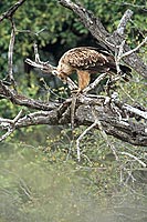 Tawny Eagle (Aquila rapax) with prey - Aigle ravisseur, proie, Af. du sud (saf-bir-0483) Tawny Eagle (Aquila rapax) with prey - Aigle ravisseur, proie, Af. du sud (saf-bir-0483)