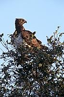 Martial Eagle (Polemaetus bellicosus) - Aigle martial, Afrique du sud (saf-bir-0503)