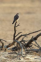 Lanner Falcon (Falco biarmicus), South Africa - Faucon lanier (saf-bir-0505)