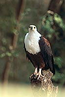 African Fish eagle (Haliaeetus vocifer) - Pygargue vocifère, Botswana (saf-bir-0506)