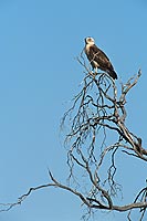 Blackbreasted Snake Eagle (Circaetus pectoralis, juv.) - Circaète à poitrine noire (juv), Afrique du sud (saf-bir-0508)