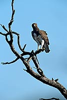 Martial Eagle (Polemaetus bellicosus) - Aigle martial, Afrique du Sud (saf-bir-0509)