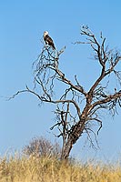 Blackbreasted Snake Eagle (Circaetus pectoralis, juv.) - Circaète à poitrine noire (saf-bir-0512)