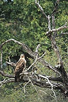 Tawny Eagle (Aquila rapax) - Aigle ravisseur, Afrique du Sud (saf-bir-0542)