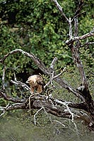 Tawny Eagle (Aquila rapax) with prey - Aigle ravisseur, proie, Afrique du sud (saf-bir-0577)