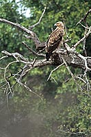 Tawny Eagle (Aquila rapax) - Aigle ravisseur, Afrique du Sud (saf-bir-0578)