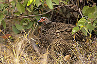 Swainson's Francolin, Kruger, South Africa -  Francolin de Swainson (SAF-BIR-0009)