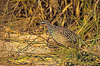 Crested Francolin, Kruger, South Africa -  Francolin huppé (Francolinus sephaena) (SAF-BIR-0010)