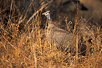 Helmeted guineafowl (Numida meleagris) - Pintade de Numidie, Afrique du sud (saf-bir-0227)