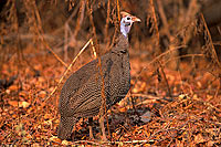 Helmeted guineafowl (Numida meleagris) - Pintade de Numidie, Afrique du sud (saf-bir-0231)