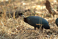 Crested guineafowl (Guttera edouardi) - Pintade huppée, Afrique du Sud (saf-bir-0234)