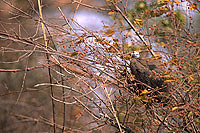 Helmeted guineafowl (Numida meleagris) - Pintade de Numidie, Afrique du sud (saf-bir-0235)