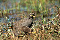 Redbilled Francolin, Botswana -  Francolin à bec rouge (Francolinus adspersus) (saf-bir-0236)