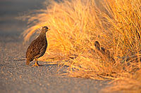 Natal Francolin (francolinus natalensis), South Africa -  Francolins du Natal (saf-bir-0237)