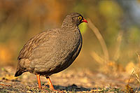 Redbilled Francolin, Botswana -  Francolin à bec rouge (Francolinus adspersus) (saf-bir-0241)