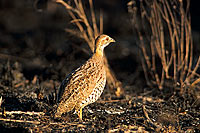 Coqui Francolin (francolinus coqui), South Africa -  Francolin à poitrine dorée (saf-bir-0242)